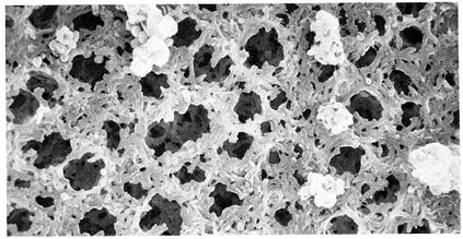 Nylon Membrane