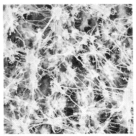 PTFE Membrane